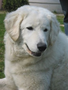 венгерский дом