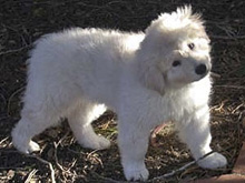 венгерский дом