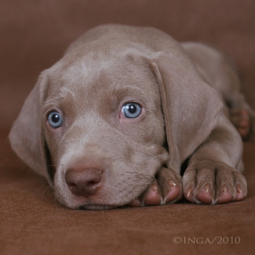 щенки веймарская легавая веймаранер - House-Dog.Ru