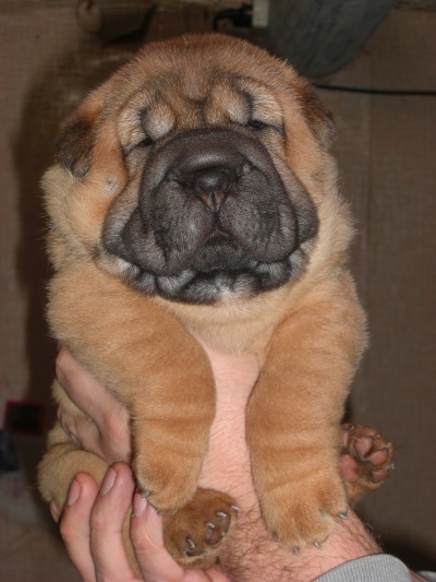Щенки шарпея - House-Dog.Ru